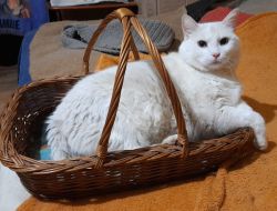 Auf dem Gnadenhof in Kolrep leben unter anderem Katzen, Hunde und ein Esel. Ihnen wird die Spende zugute kommen.  Fotos: privat