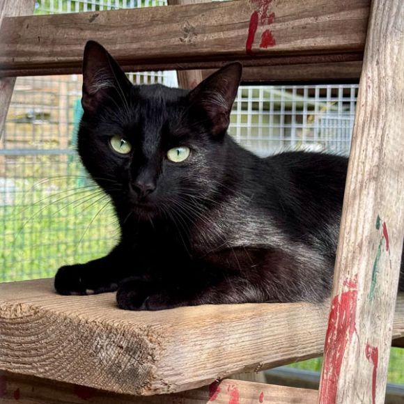 Derzeit leben um die 30 Katzen in der Tierauffangstation Kletzke.Foto: Gina Werthe / LK Prignitz